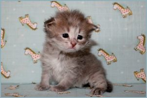 Female Siberian Kitten from Deedlebug Siberians